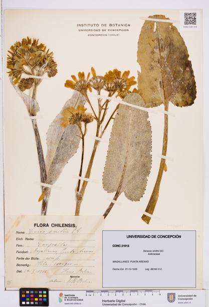 Senecio smithii [Espécimen: ]