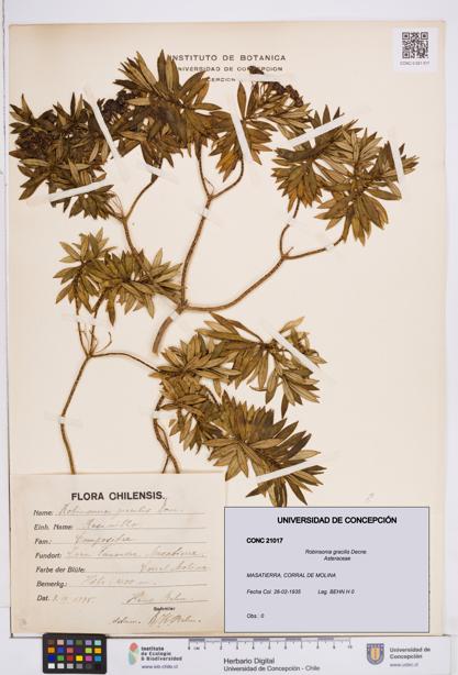 Robinsonia gracilis [Espécimen: ]