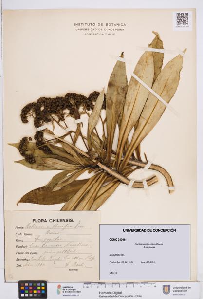 Robinsonia thurifera [Espécimen: ]