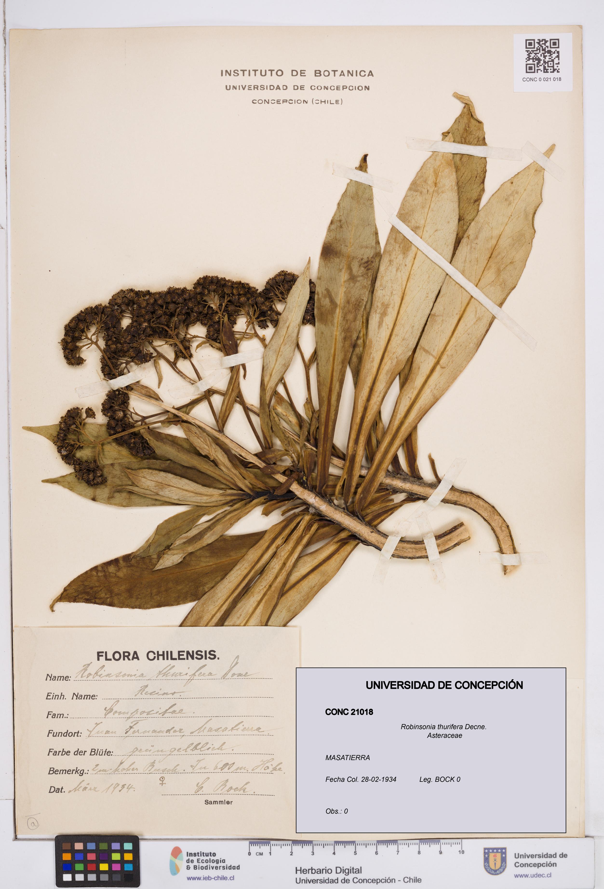 Robinsonia thurifera [Espécimen: ]