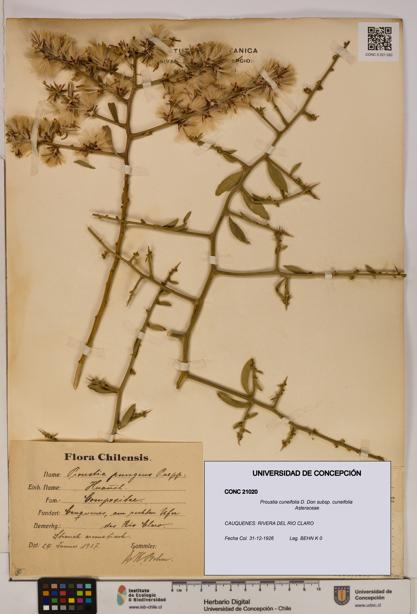 Proustia cuneifolia subsp. cuneifolia [Espécimen: UDEC:CONC:0021020]