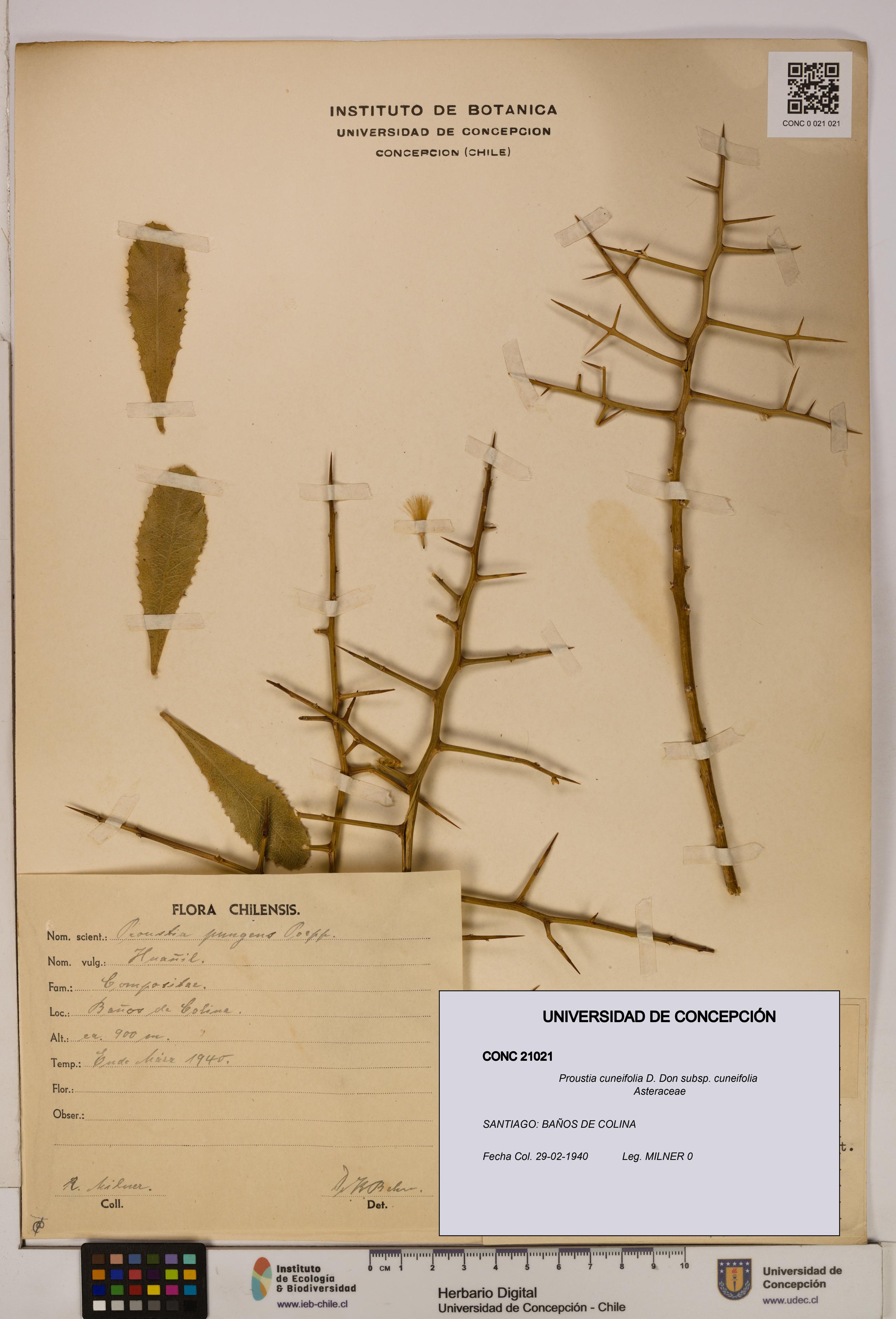 Proustia cuneifolia subsp. cuneifolia [Espécimen: UDEC:CONC:0021021]