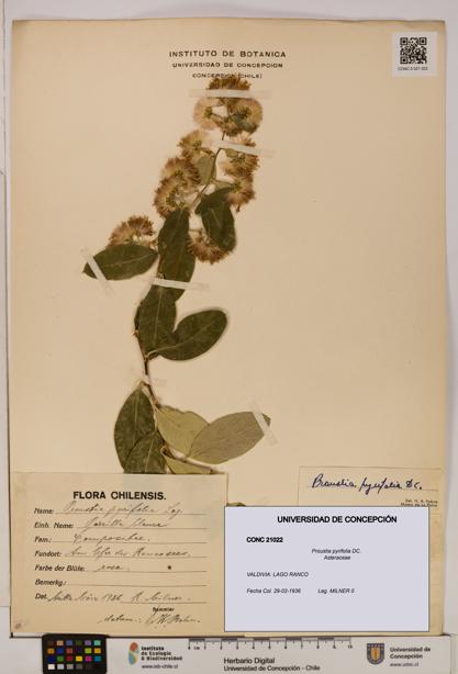 Proustia pyrifolia [Espécimen: UDEC:CONC:0021022]