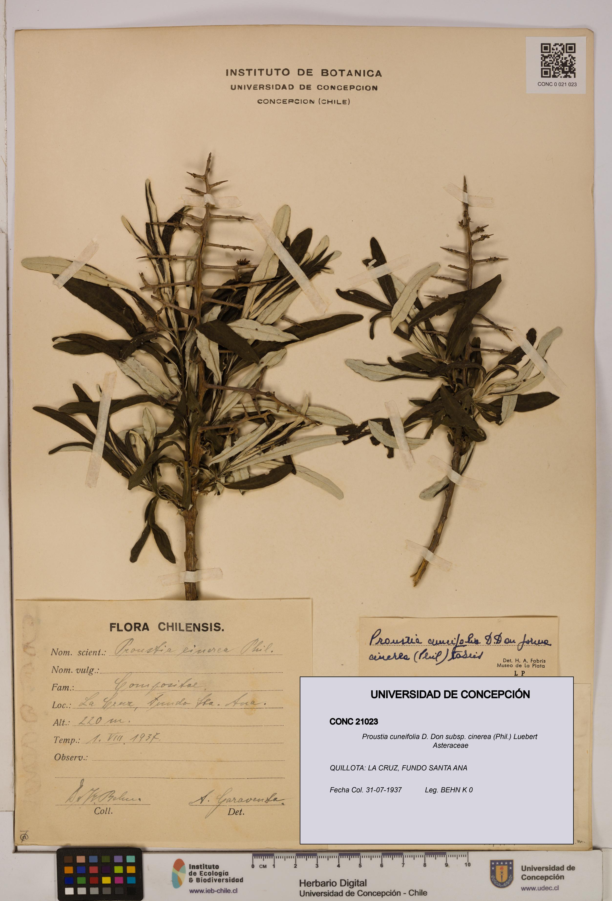 Proustia cuneifolia subsp. cinerea [Espécimen: UDEC:CONC:0021023]