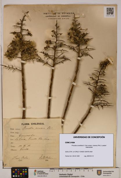 Proustia cuneifolia [Espécimen: UDEC:CONC:0021024]