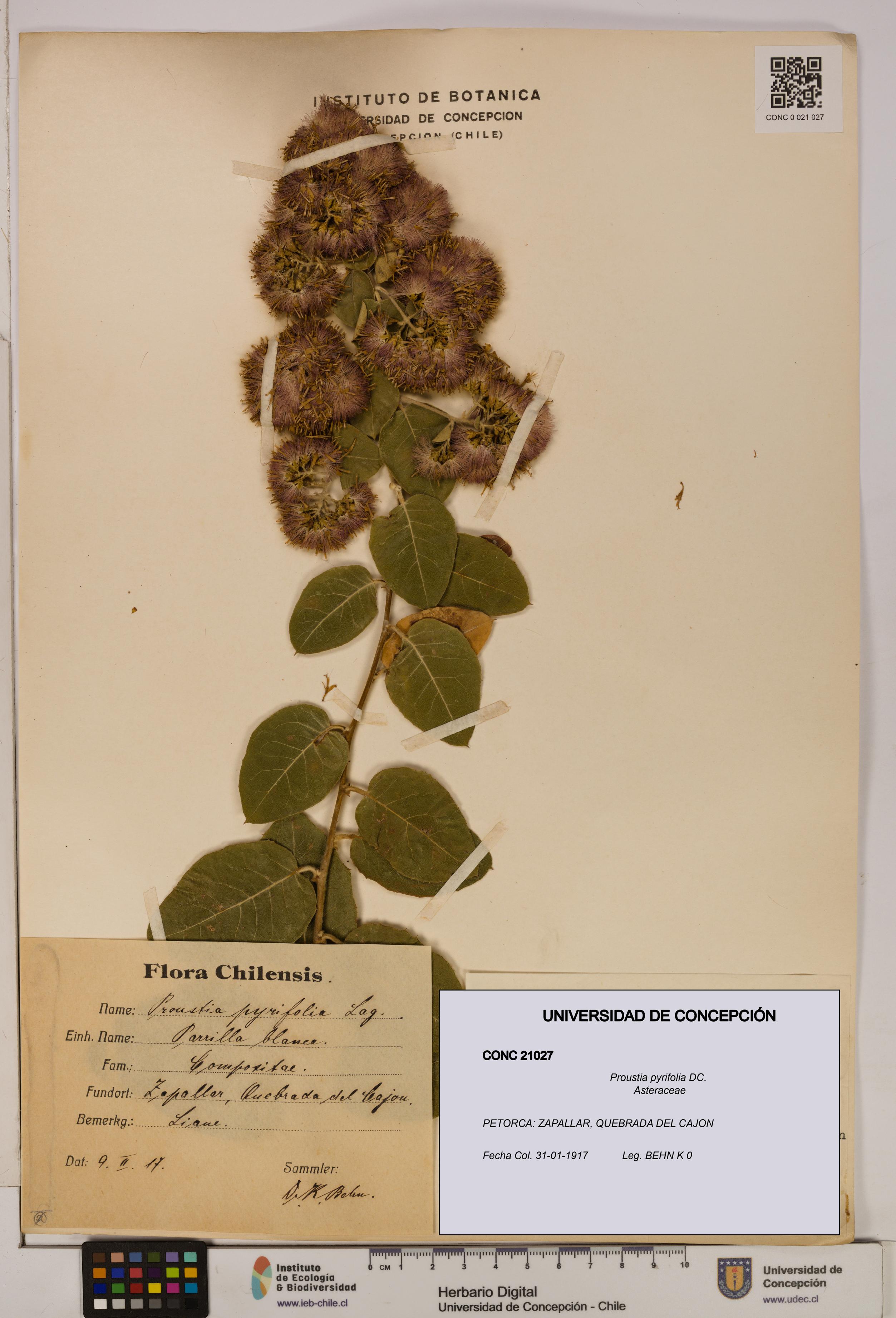 Proustia pyrifolia [Espécimen: UDEC:CONC:0021027]
