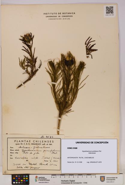 Gypothamnium pinifolium [Espécimen: UDEC:CONC:0021029]