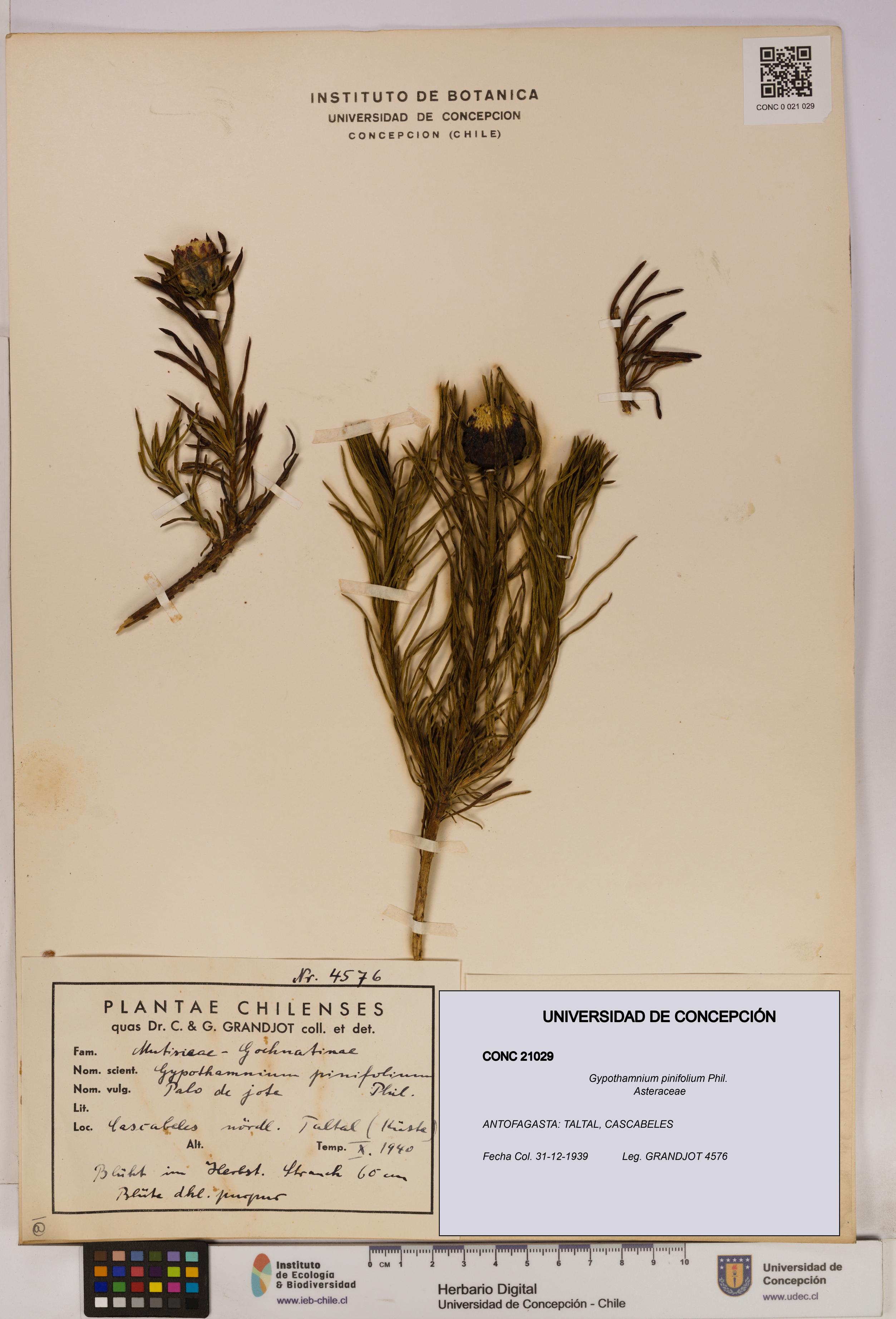 Gypothamnium pinifolium [Espécimen: UDEC:CONC:0021029]