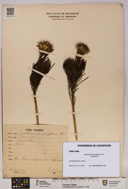 Gypothamnium pinifolium [Espécimen: UDEC:CONC:0021030]