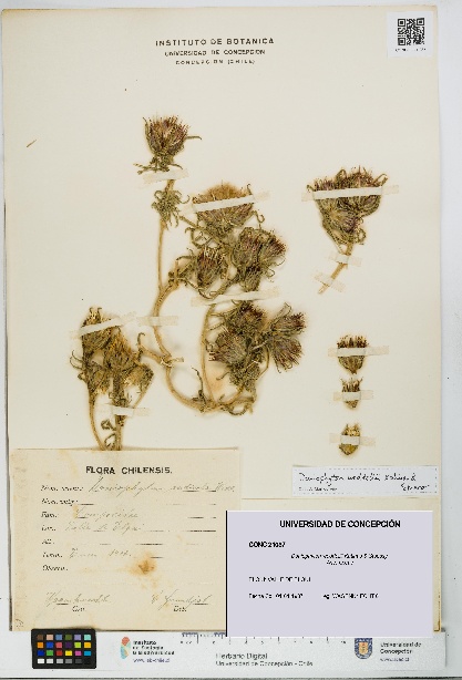 Doniophyton weddellii [Espécimen: UDEC:CONC:0021037]