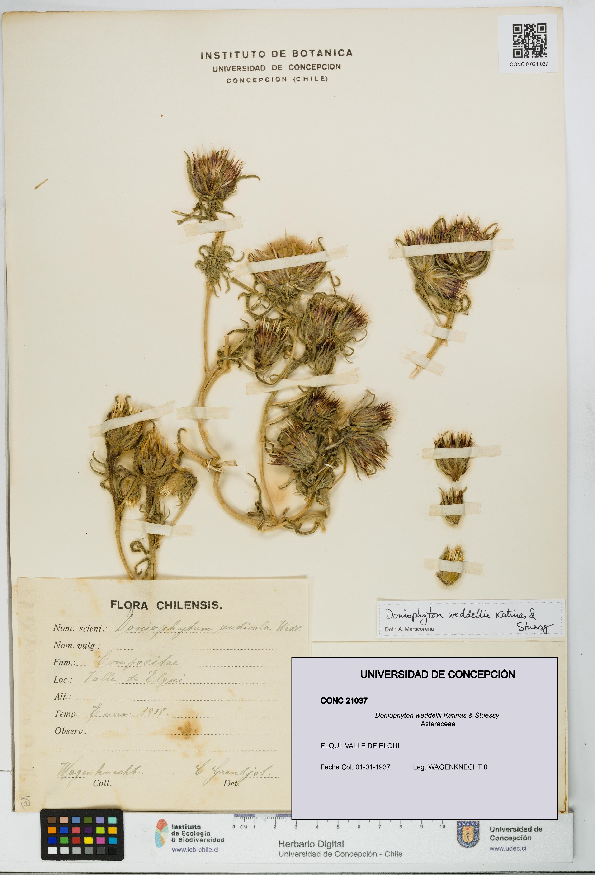 Doniophyton weddellii [Espécimen: UDEC:CONC:0021037]