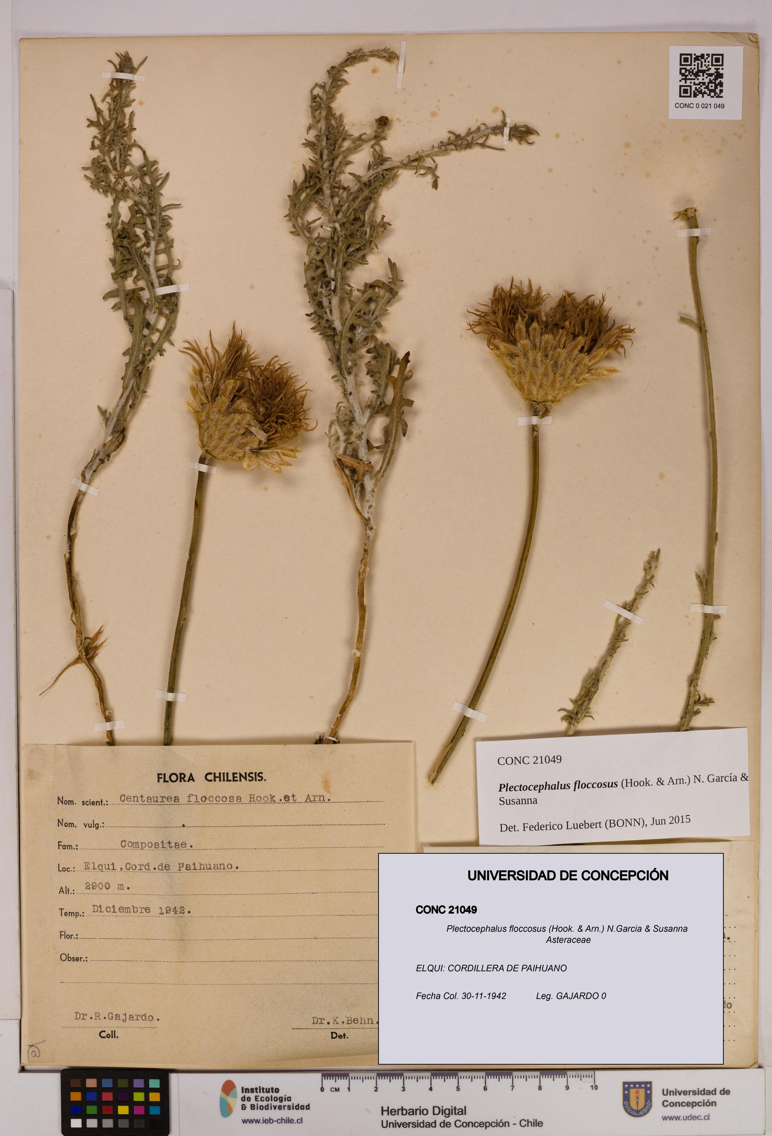 Plectocephalus floccosus [Espécimen: UDEC:CONC:0021049]