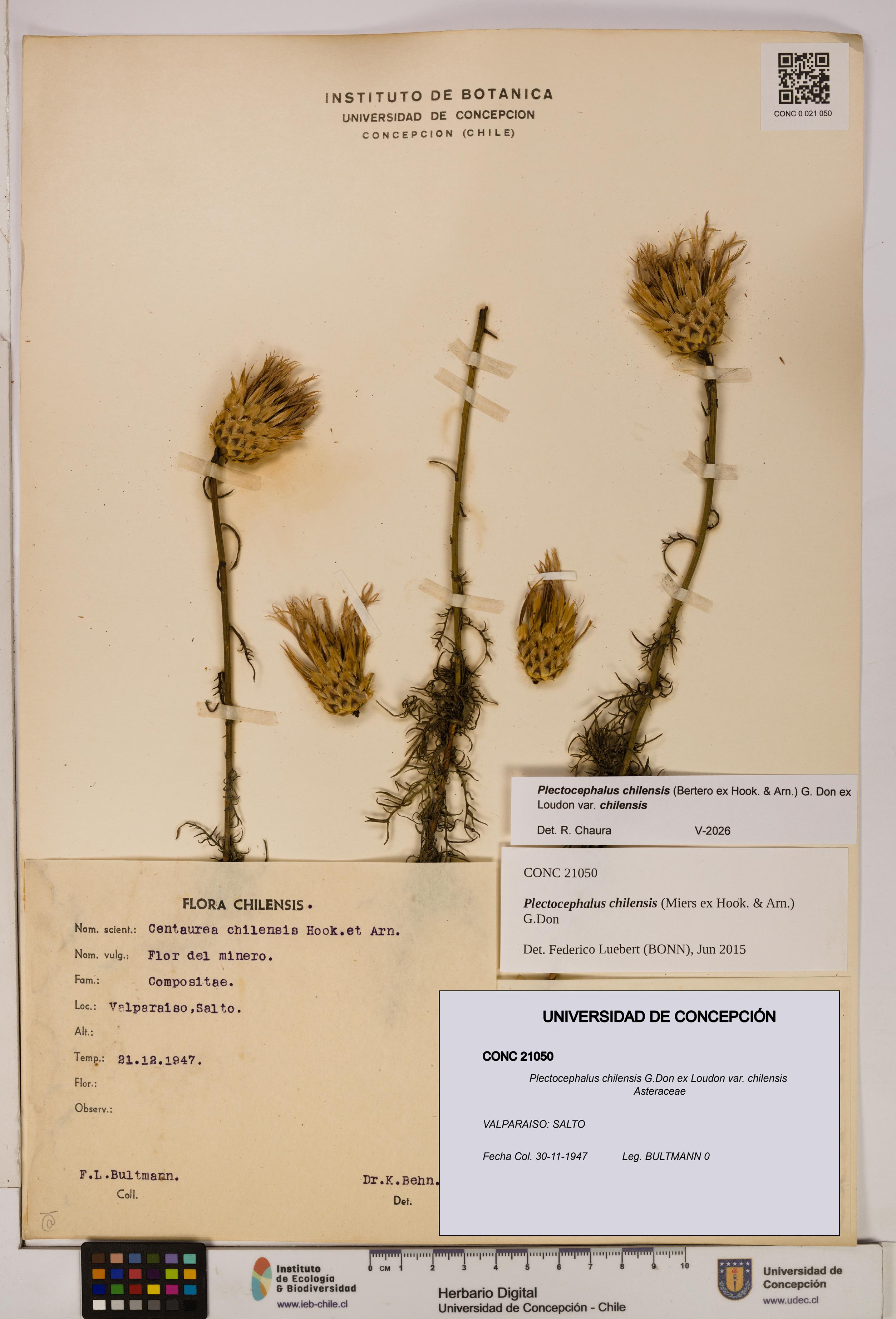 Plectocephalus chilensis [Espécimen: ]
