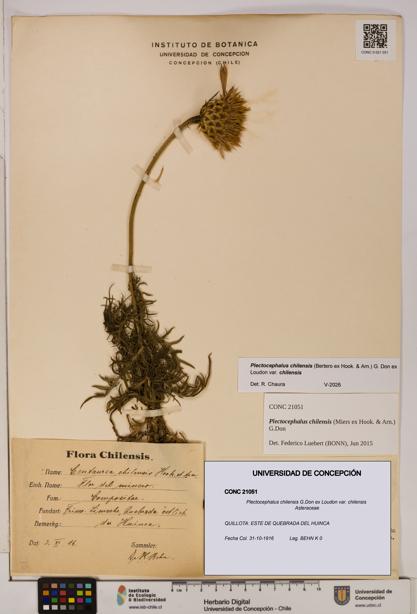Plectocephalus chilensis [Espécimen: ]