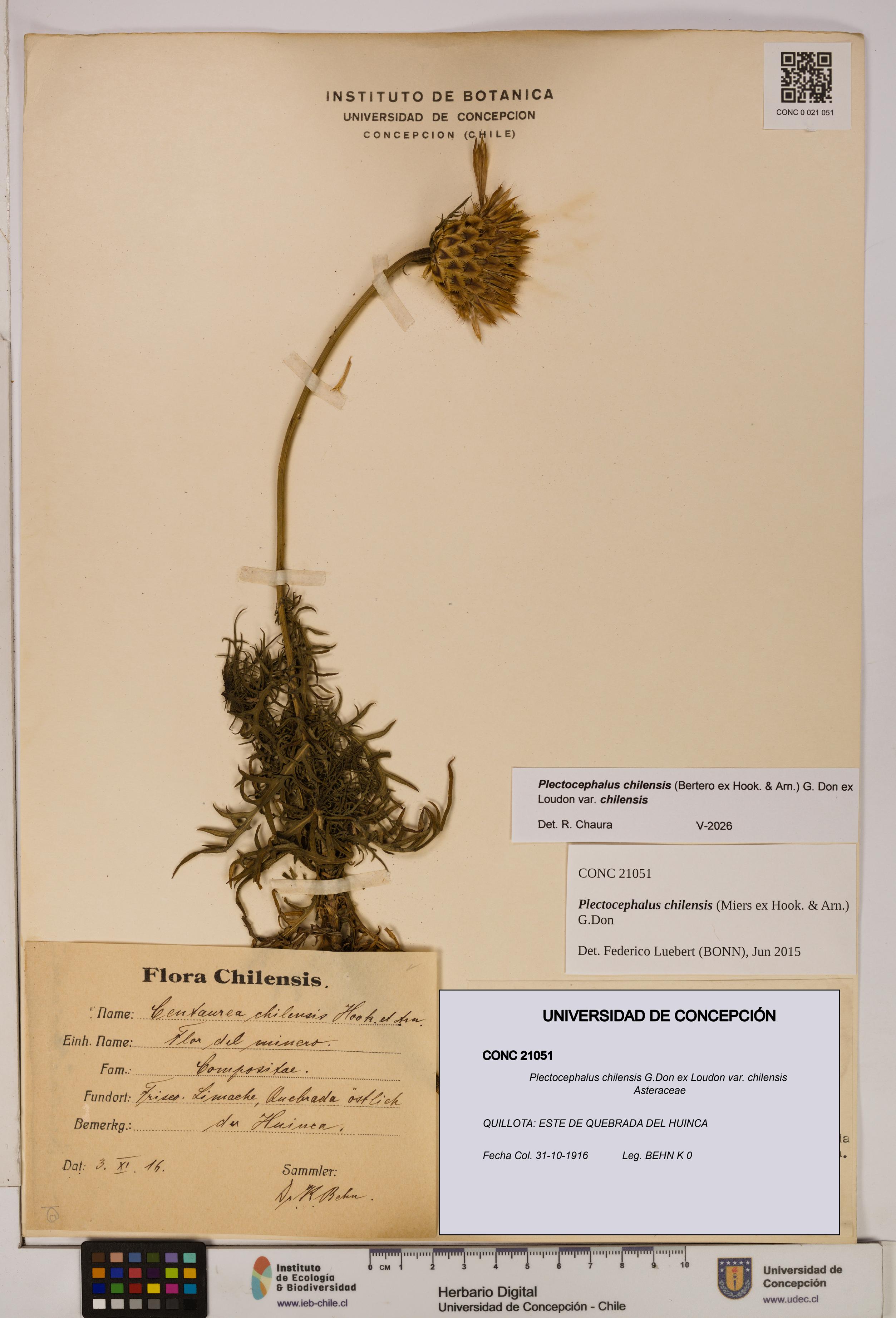 Plectocephalus chilensis [Espécimen: ]