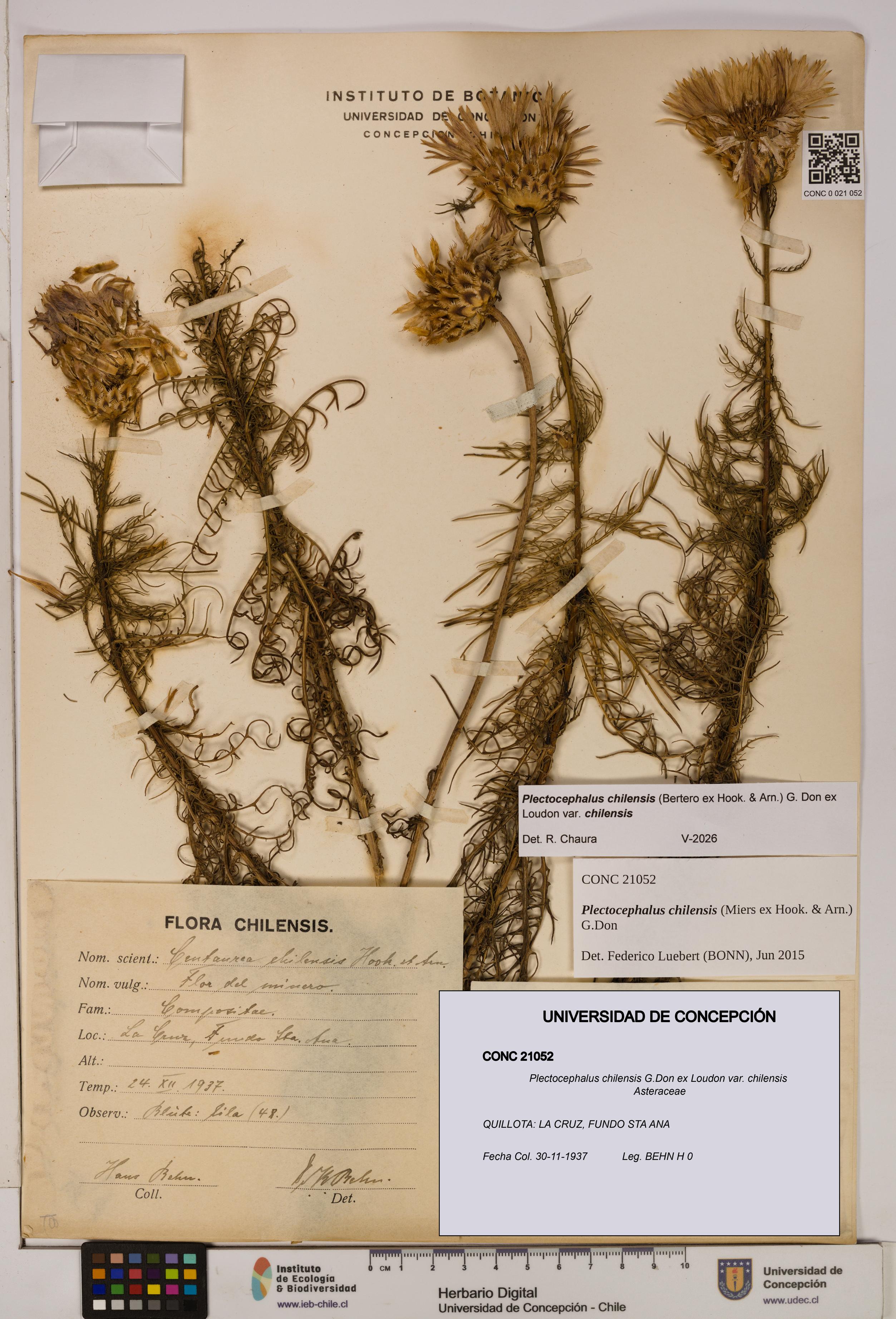 Plectocephalus chilensis [Espécimen: ]