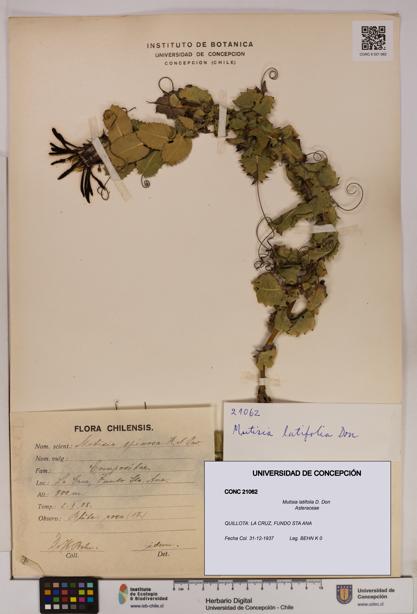 Mutisia latifolia [Espécimen: UDEC:CONC:0021062]
