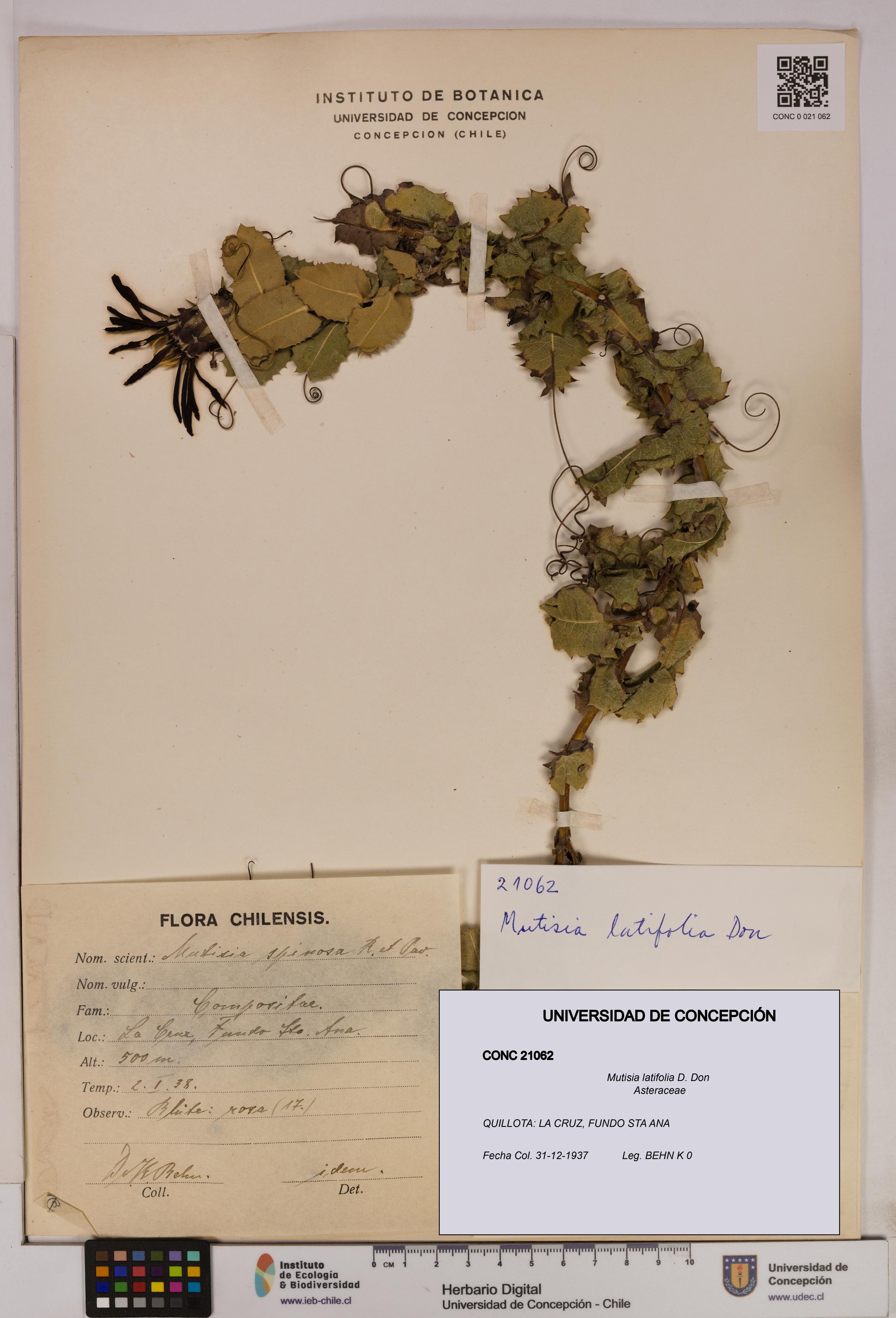 Mutisia latifolia [Espécimen: UDEC:CONC:0021062]