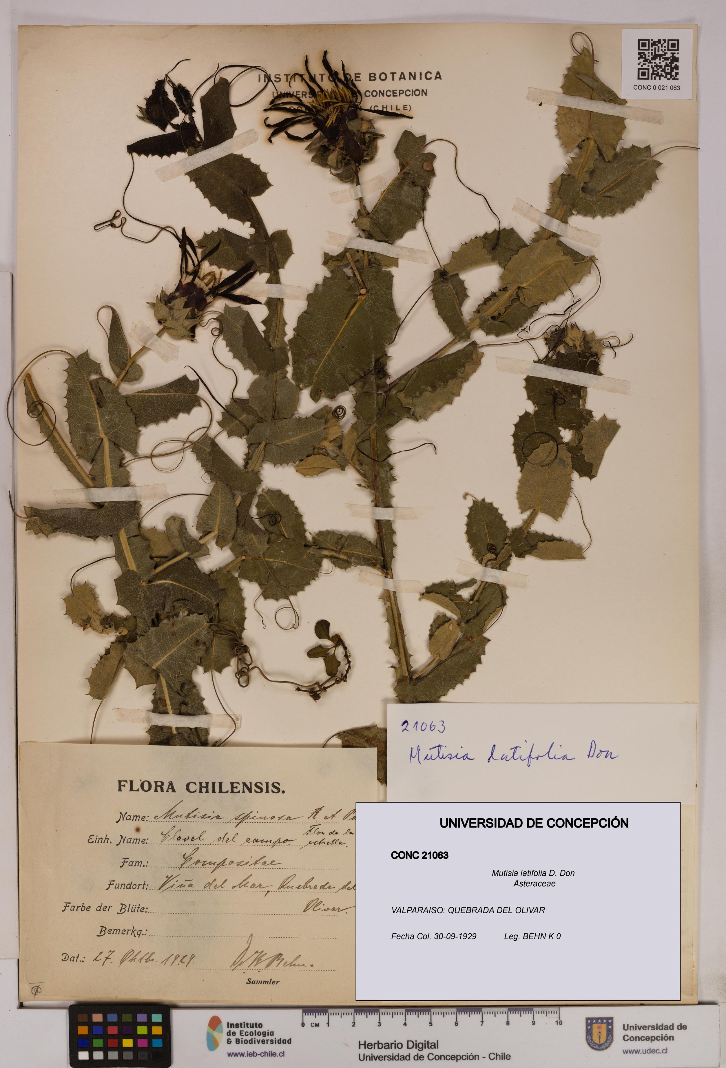 Mutisia latifolia [Espécimen: UDEC:CONC:0021063]