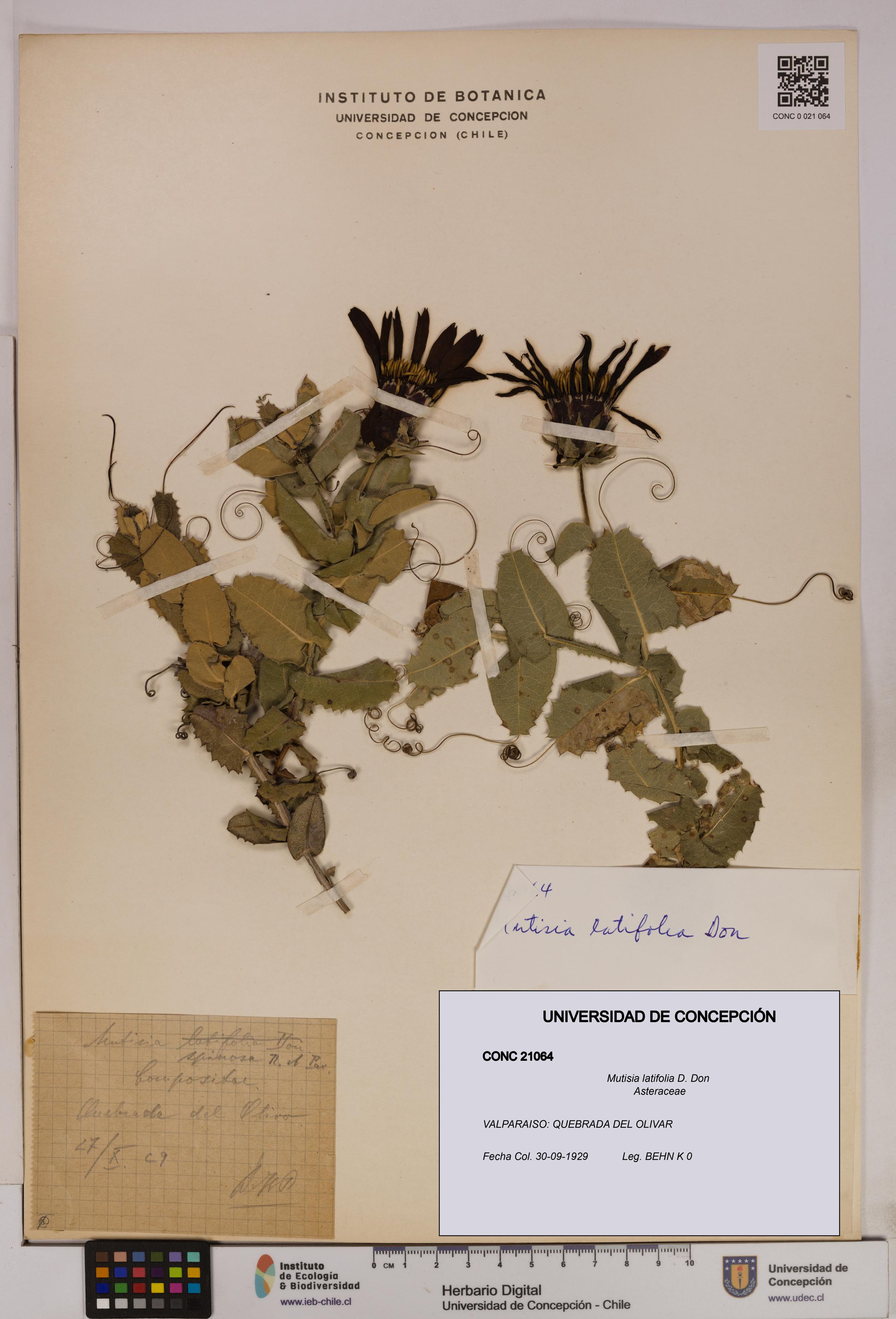 Mutisia latifolia [Espécimen: UDEC:CONC:0021064]