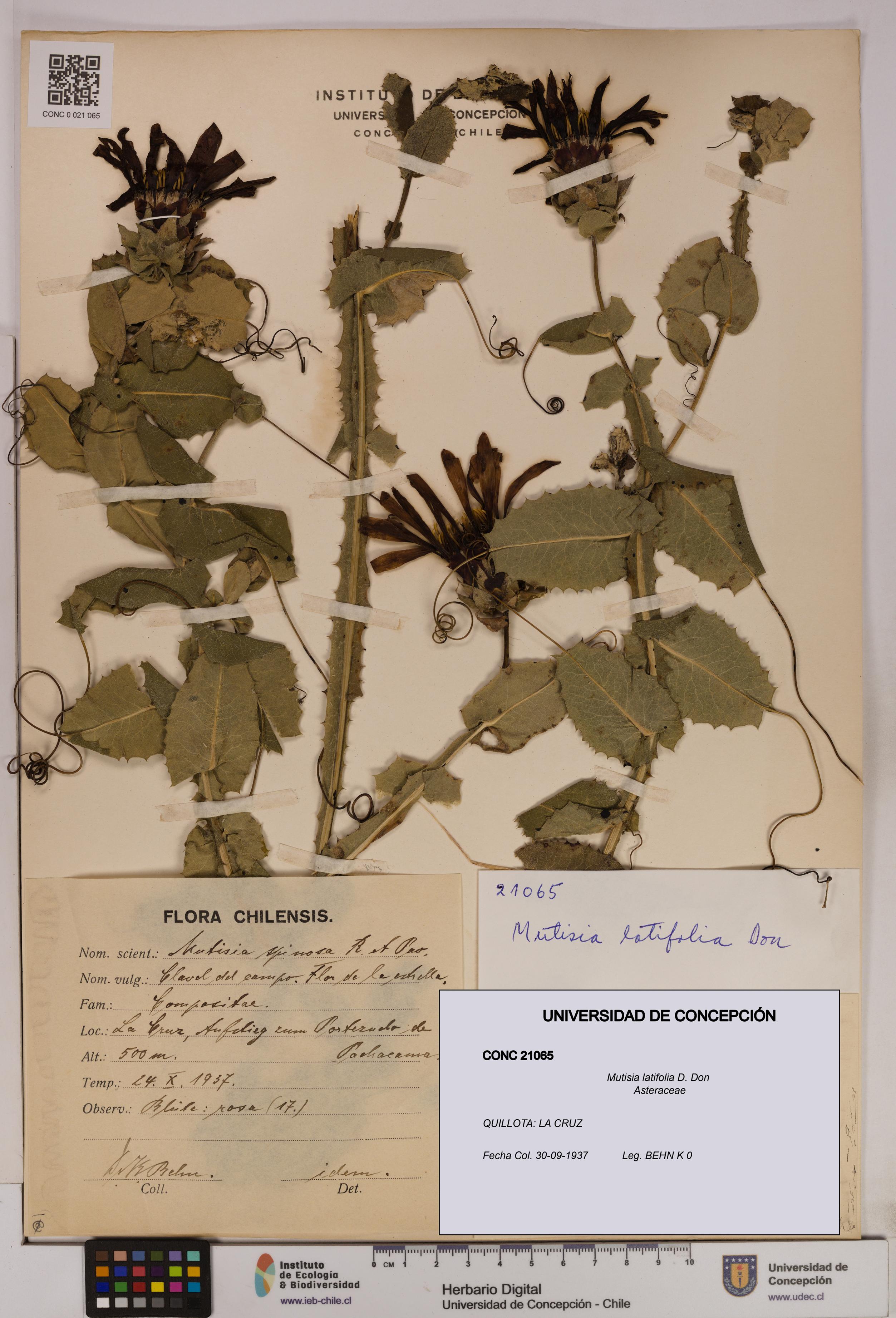 Mutisia latifolia [Espécimen: UDEC:CONC:0021065]