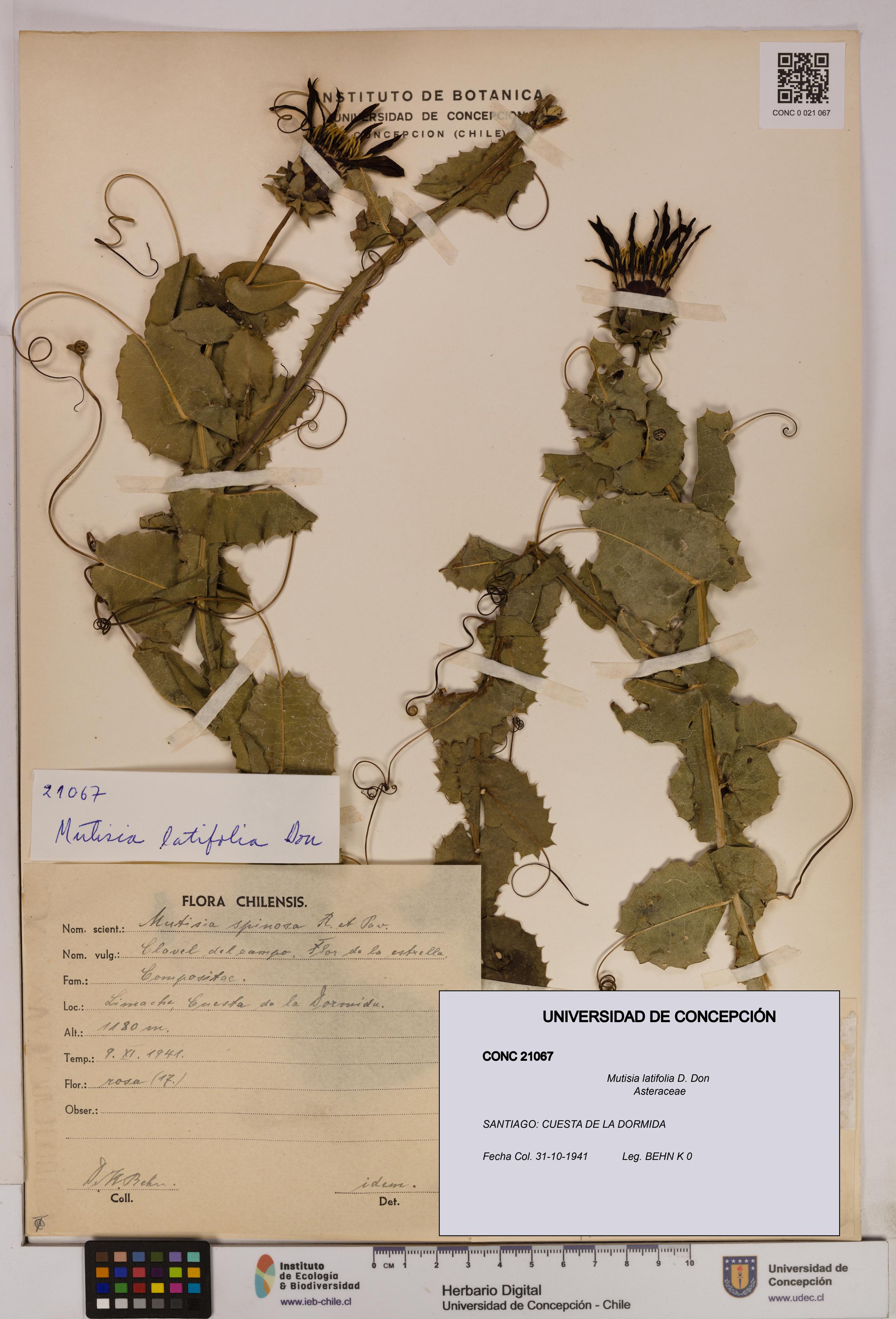Mutisia latifolia [Espécimen: UDEC:CONC:0021067]