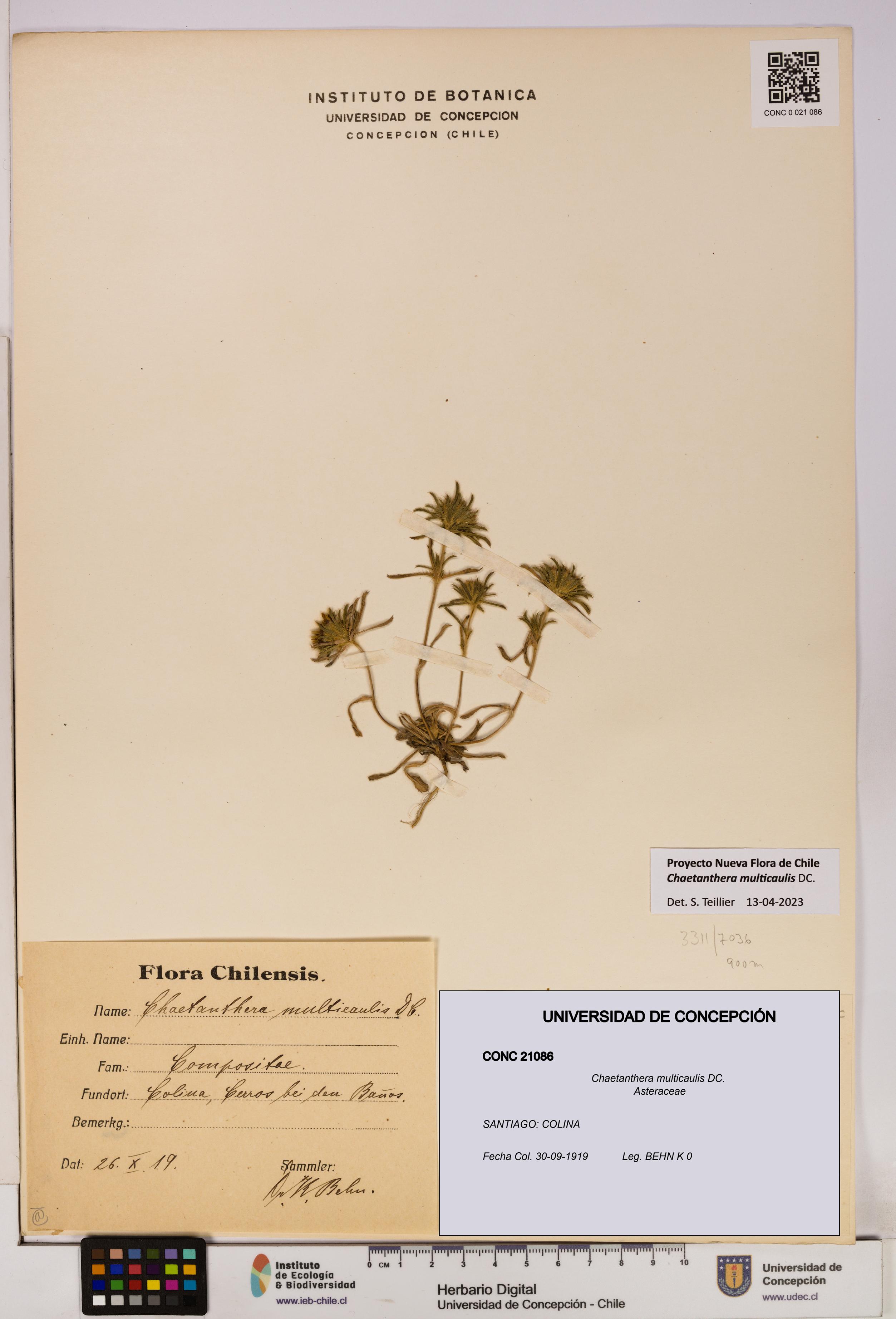 Chaetanthera multicaulis [Espécimen: UDEC:CONC:0021086]