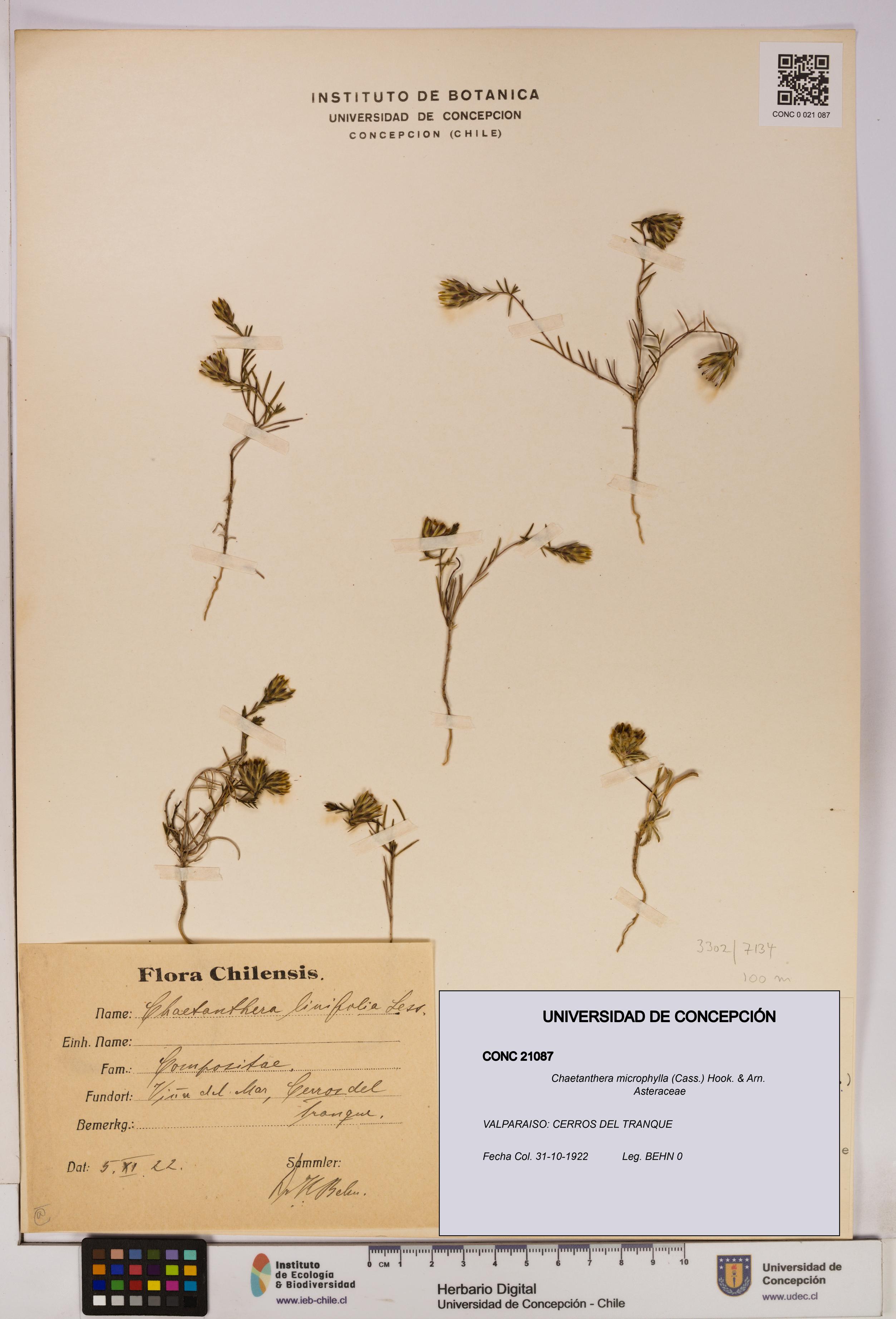 Chaetanthera microphylla [Espécimen: UDEC:CONC:0021087]