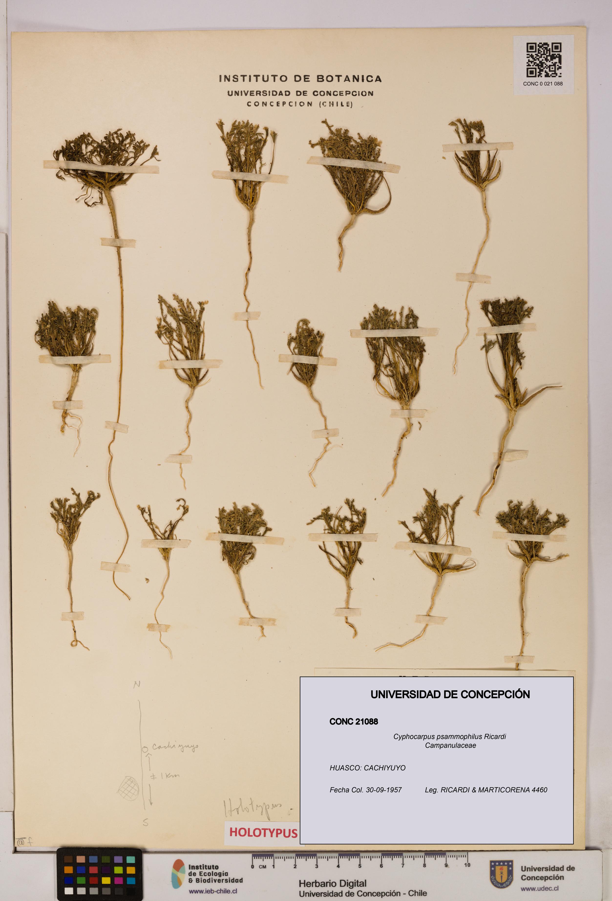 Cyphocarpus psammophilus [Espécimen: UDEC:CONC:0021088]