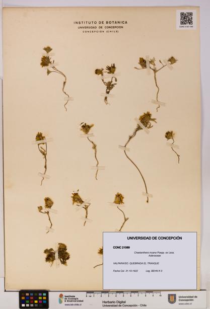 Chaetanthera incana [Espécimen: UDEC:CONC:0021089]