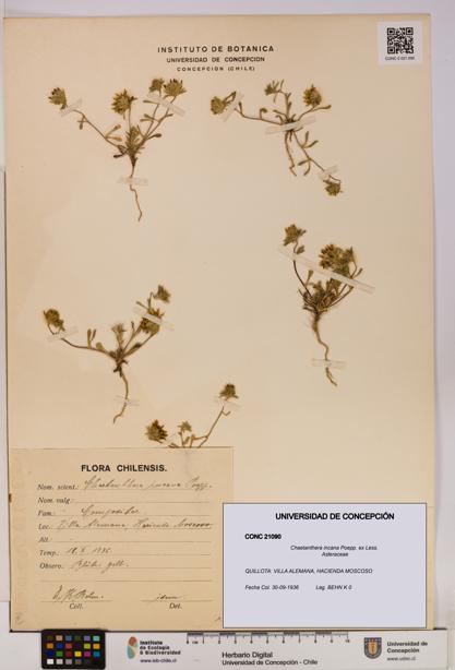 Chaetanthera incana [Espécimen: UDEC:CONC:0021090]