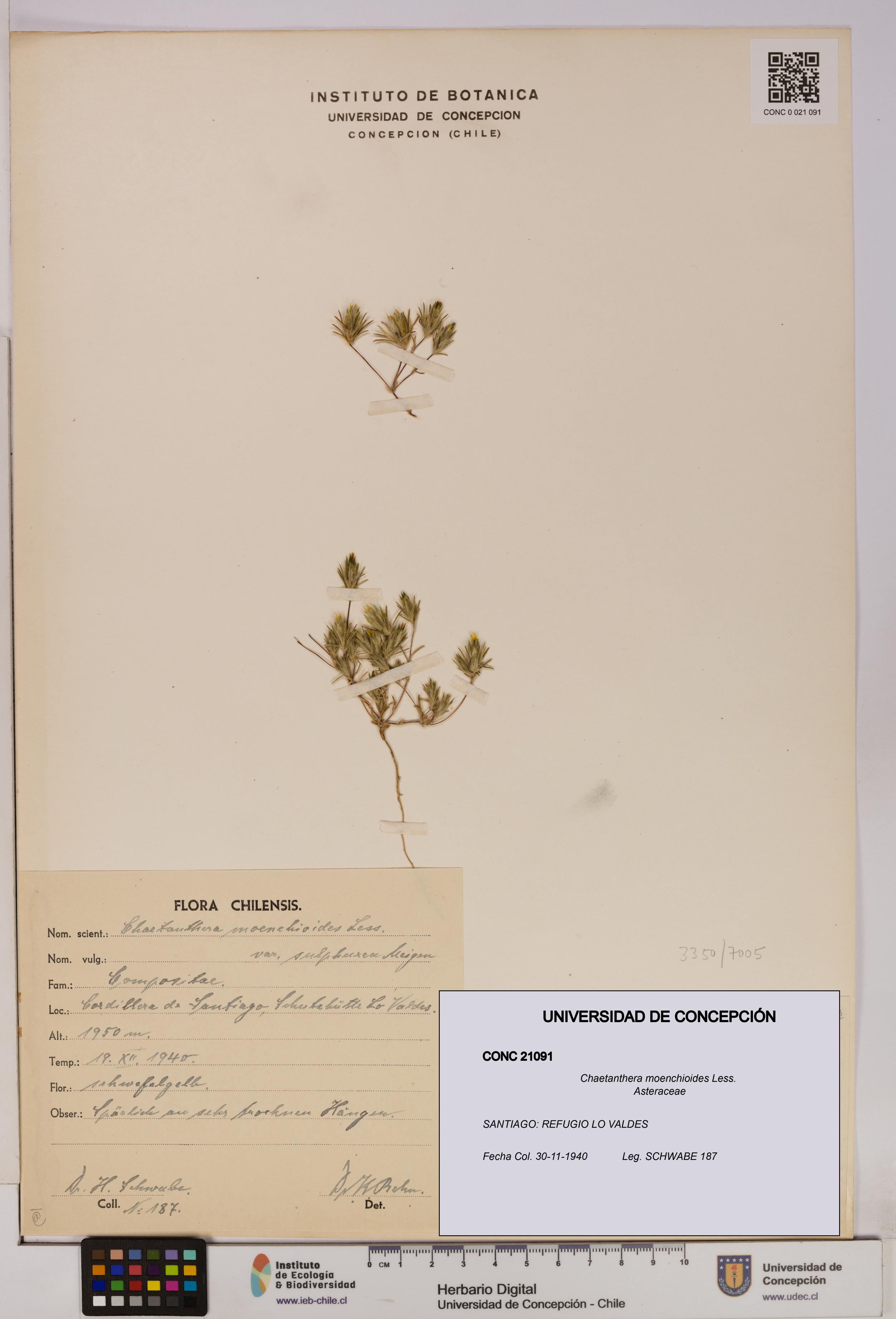 Chaetanthera moenchioides [Espécimen: UDEC:CONC:0021091]