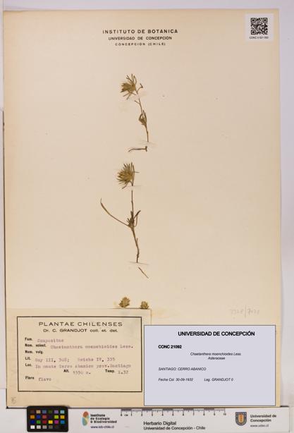 Chaetanthera moenchioides [Espécimen: UDEC:CONC:0021092]