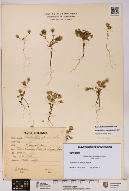 Chaetanthera ramosissima [Espécimen: UDEC:CONC:0021093]