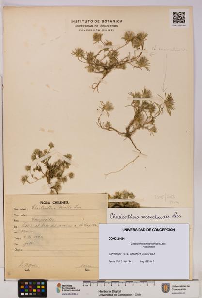 Chaetanthera moenchioides [Espécimen: UDEC:CONC:0021094]