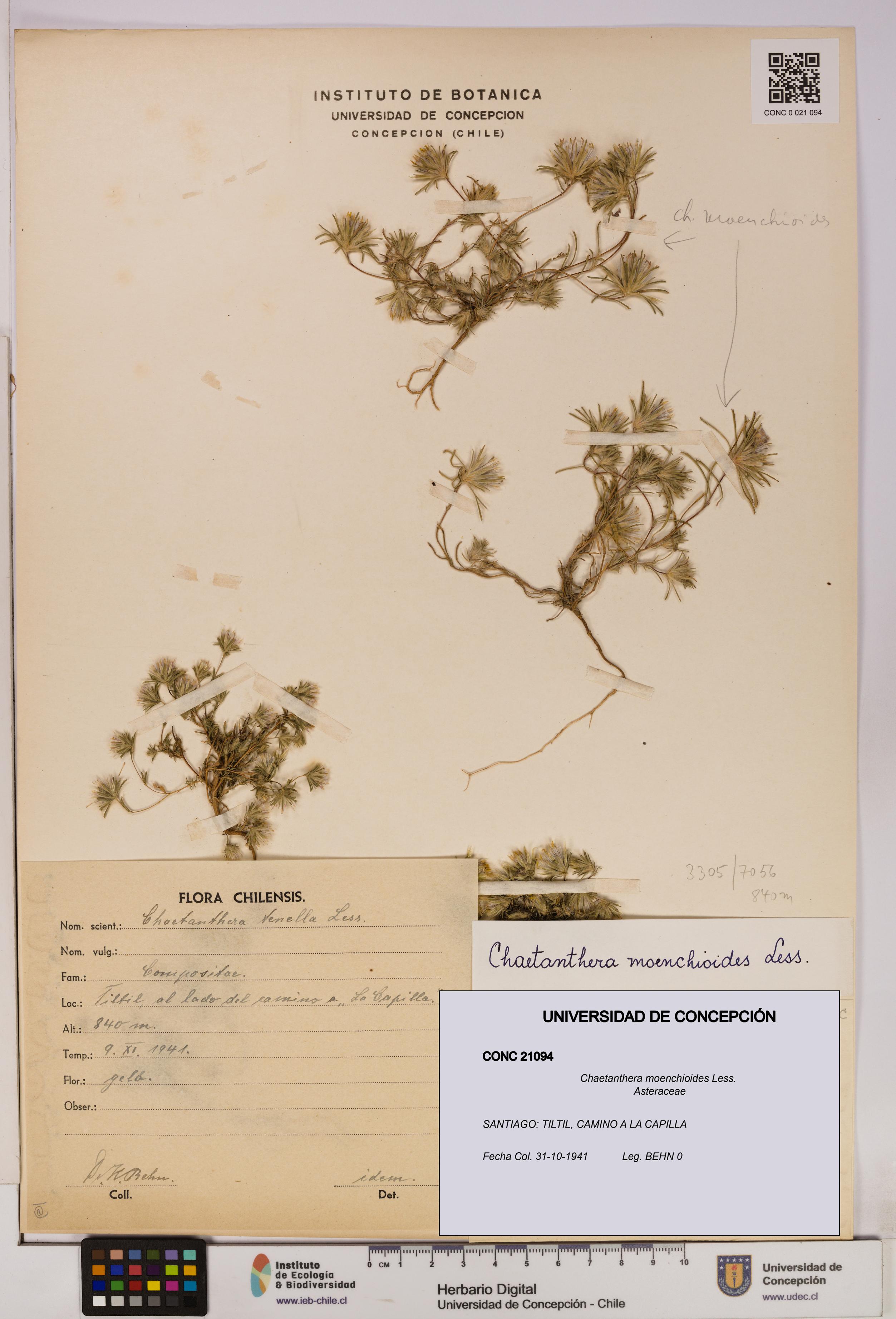 Chaetanthera moenchioides [Espécimen: UDEC:CONC:0021094]