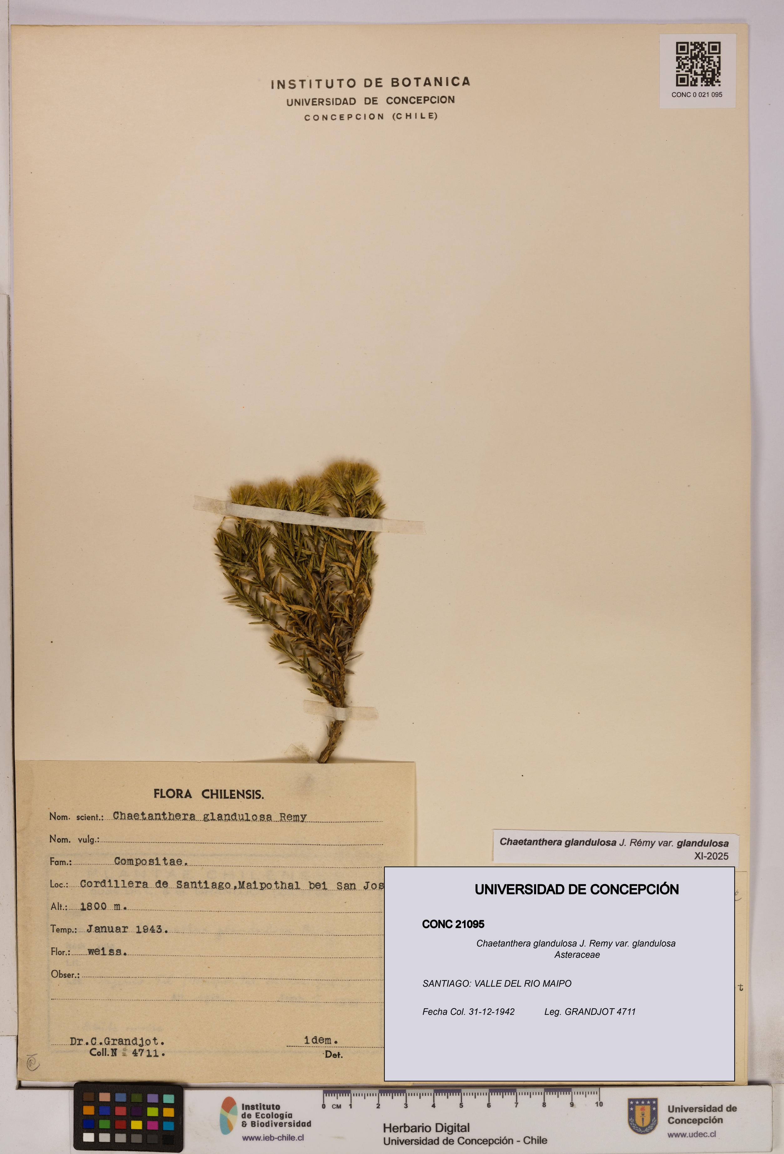 Chaetanthera glandulosa var. glandulosa [Espécimen: UDEC:CONC:0021095]