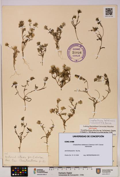 Chaetanthera taltalensis [Espécimen: UDEC:CONC:0021096]