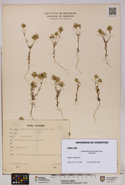 Chaetanthera moenchioides [Espécimen: UDEC:CONC:0021097]