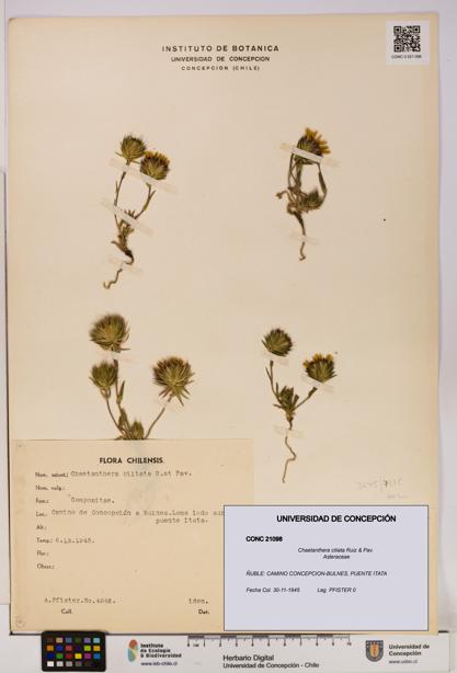 Chaetanthera ciliata [Espécimen: UDEC:CONC:0021098]
