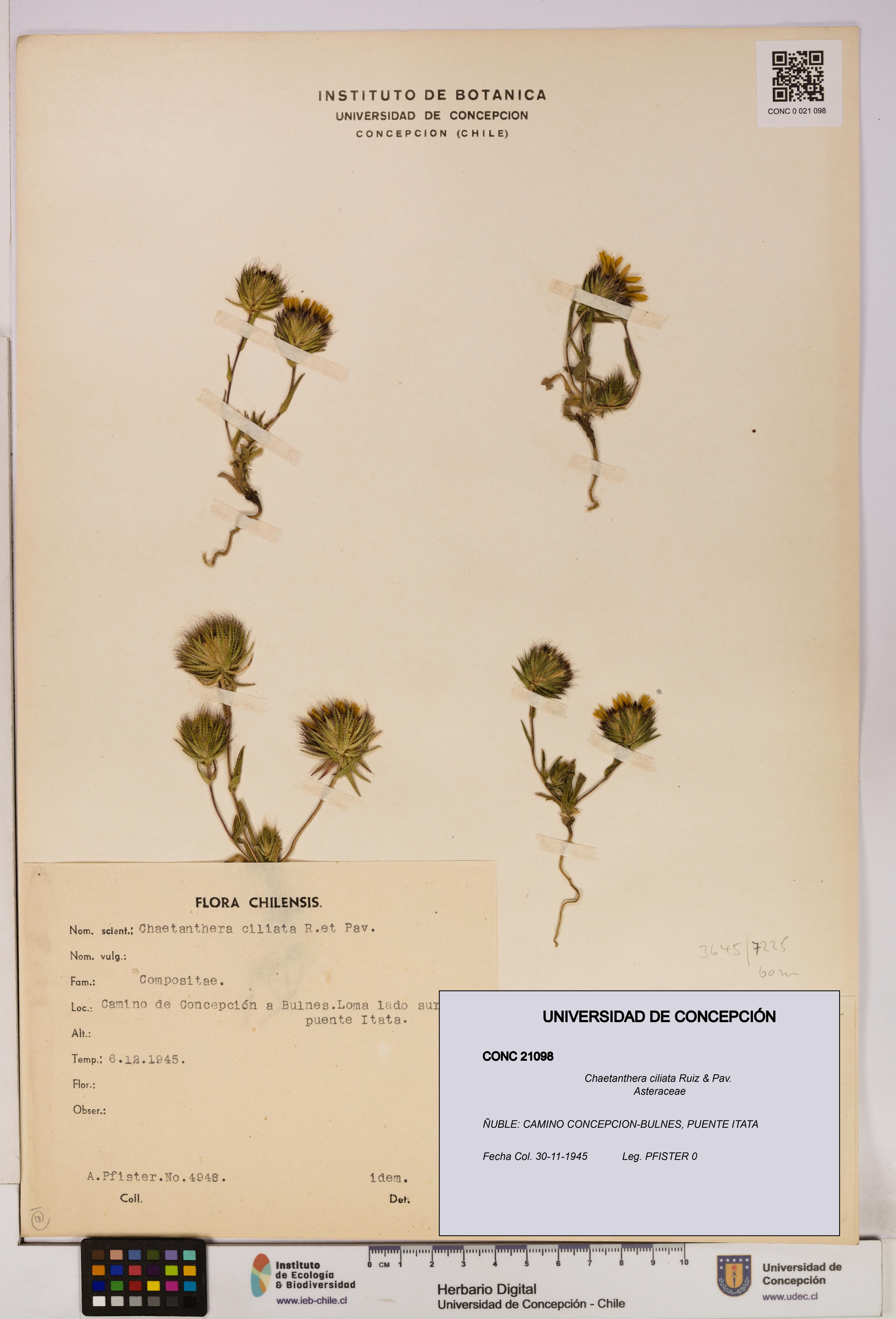 Chaetanthera ciliata [Espécimen: UDEC:CONC:0021098]