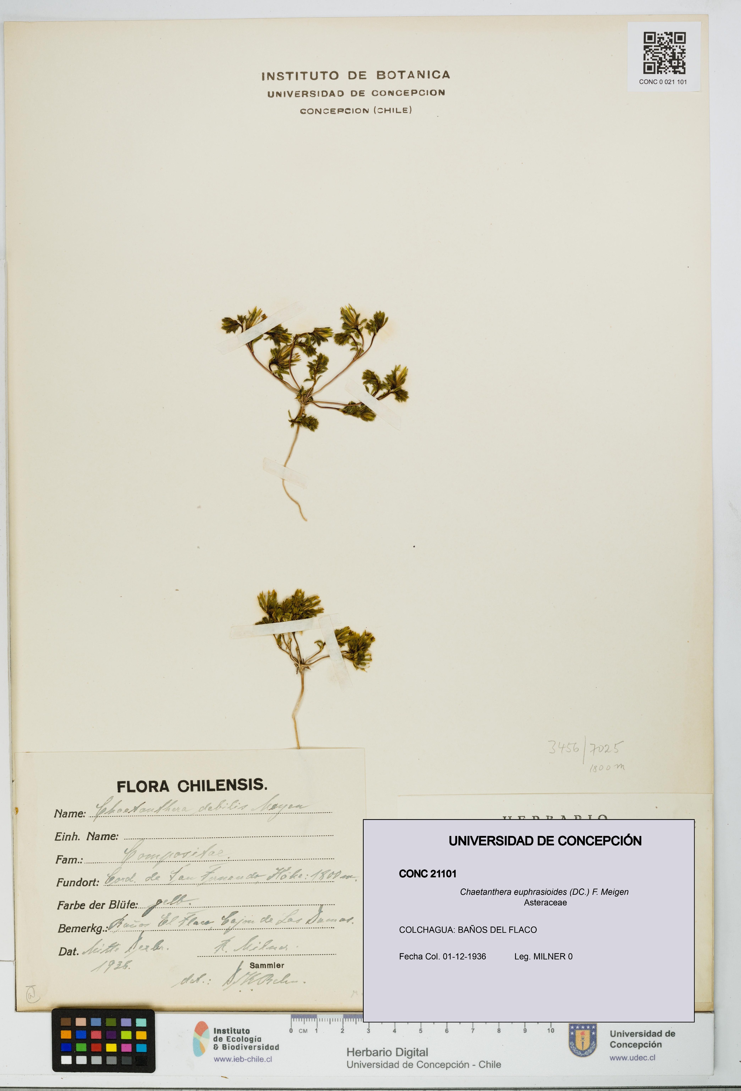 Chaetanthera euphrasioides [Espécimen: UDEC:CONC:0021101]