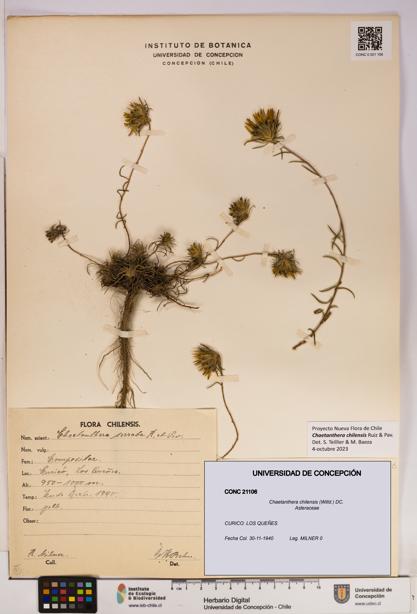 Chaetanthera chilensis [Espécimen: UDEC:CONC:0021106]