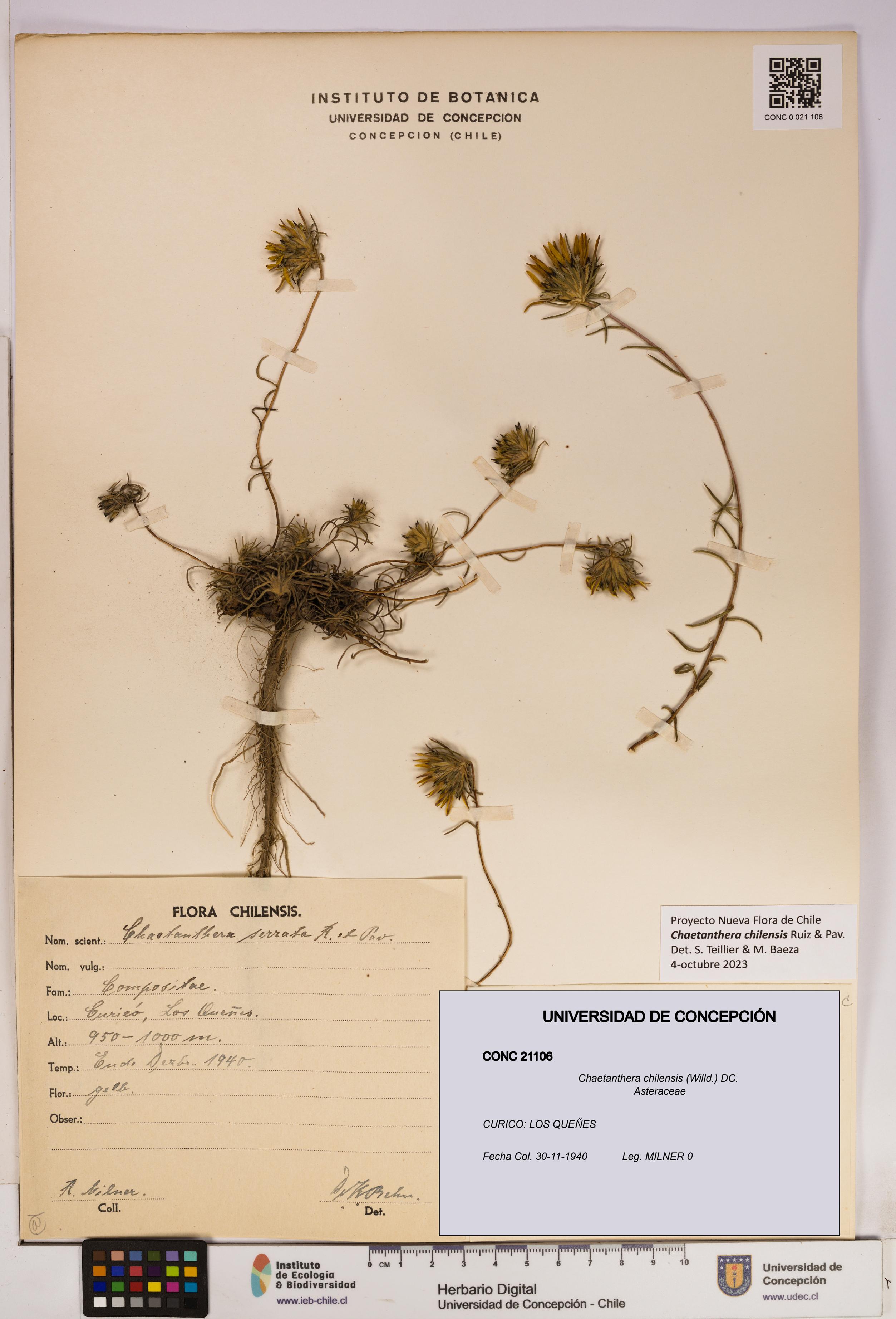 Chaetanthera chilensis [Espécimen: UDEC:CONC:0021106]