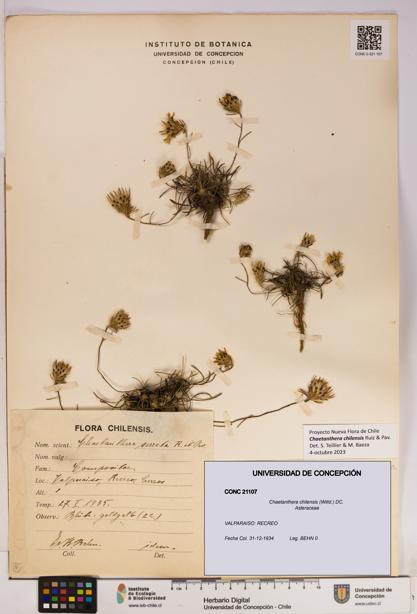 Chaetanthera chilensis [Espécimen: UDEC:CONC:0021107]
