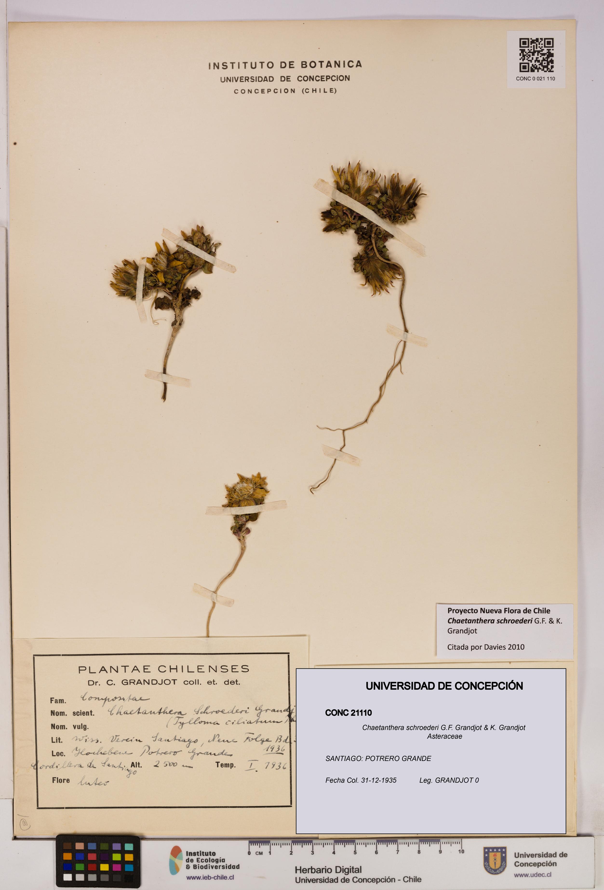 Chaetanthera schroederi [Espécimen: UDEC:CONC:0021110]