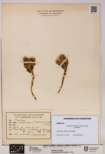 Chaetanthera renifolia [Espécimen: UDEC:CONC:0021111]