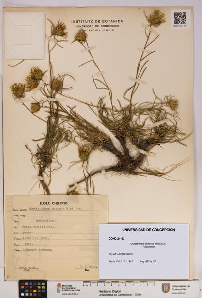 Chaetanthera chilensis [Espécimen: UDEC:CONC:0021112]