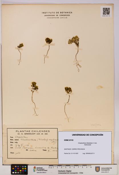 Chaetanthera flabellata [Espécimen: UDEC:CONC:0021113]