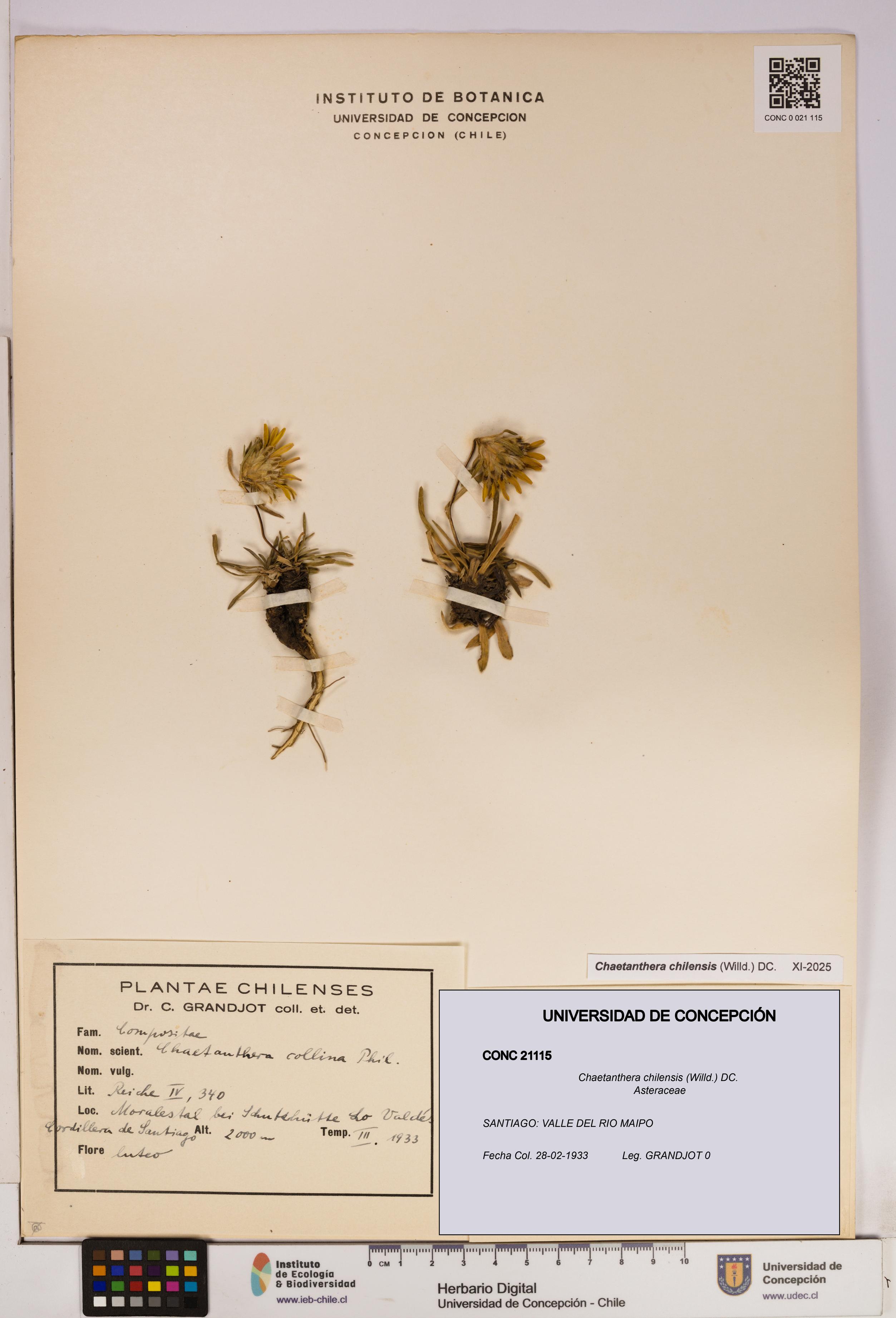 Chaetanthera chilensis [Espécimen: UDEC:CONC:0021115]